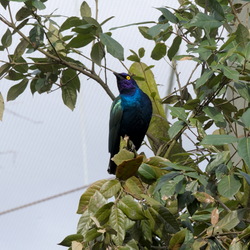 2024-02 - Diergaarde Blijdorp