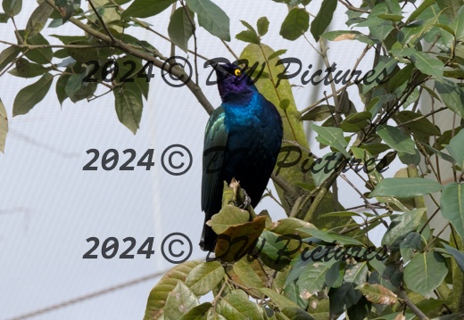 2024-02 - Diergaarde Blijdorp