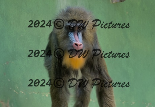 2024-08 - Zoo Antwerpen