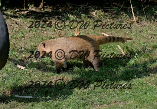 2024-09 - Dierenpark Hoenderdaell